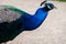 A beautiful male peacock showing its wheel