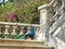 Beautiful male peacock on the stairs in the Botanical Garden of Ajuda, Lisbon, Portugal