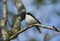 A beautiful male Pied Flycatcher, Ficedula hypoleuca, perching on a branch in a tree.