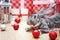 A beautiful male rabbit of the Belgian Giant breed lies among Christmas decorations and presents with a surprise for Christmas