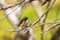 Beautiful male Red-flanked bluetail on a branch