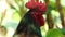 Beautiful male rooster with smart eyes looking to the camera, angry rooster over nature background, nature and wild life concept