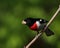 Beautiful male rose-breasted grosbeak