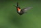 A Beautiful Male Ruby-Throated Hummingbird flight. (Archilochus Colubris)