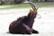 Beautiful male Sable Antelope Hippotragus Niger, lies on the ground and watches the surroundings