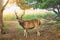 Beautiful male sambar Rusa unicolor deer walking in the forest of Ranthambore National Park, Rajasthan, India