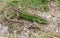 A beautiful male Sand Lizard Lacerta Agilis hunting in the undergrowth for food.