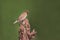 Beautiful male spotted munia bird on crop