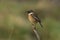 A beautiful male Stonechat, Saxicola torquata, perching on the tip of a plant stem.