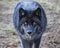 Beautiful male timber wolf autumn portrait