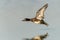 Beautiful male Tufted Duck Anatidae in flight.