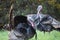 Beautiful Male Turkeys Strutting Around On A Secluded Hill Side During Early Spring In Northern California