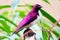 Beautiful male violet-backed starling in side view sitting on top of a branch in front of blurry and