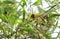 A beautiful male weaver bird on a tree branch