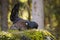 Beautiful male of western capercaillie feeding himself in the sunlit morning