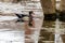 Beautiful Male Wood Duck Reflected in a Pond