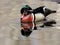 Beautiful male wood duck with reflection in water