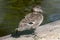 Beautiful Mallard duck bronzed sitting in the sun, next to a pond