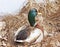 Beautiful Mallard Duck drake resting on dried grasses beside frozen pond in early spring