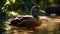 A beautiful mallard duck enjoys the tranquil pond in nature generated by AI