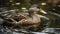 A beautiful mallard duck quacks in the tranquil pond generated by AI