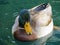 Beautiful Mallard duck relaxing on pond