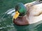 Beautiful Mallard duck relaxing on pond