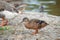 Beautiful mallard duck standing on a stones and looking at camera in Kugulu Park in Ankara