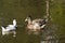 Beautiful mallard ducks