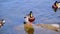 Beautiful Mallard ducks in the pond. HD