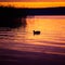 Beautiful mallard ducks swimming in the lake during sunrise hours.