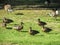 Beautiful Mallard Ducks - Waterfowl