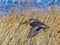 Beautiful mallard female duck in flight with wings wide open