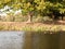 Beautiful mallards resting on lake water surface top in summer c