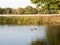 Beautiful mallards resting on lake water surface top in summer c