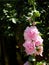 Beautiful mallows.  Large pink flowers