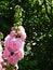 Beautiful mallows.  Large pink flowers. Beautiful flower