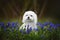 beautiful maltese dog posing on a field with blue flowers