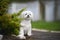 beautiful maltese dog posing outdoors in the park