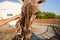 beautiful man strokes a giraffe in the biopark. Close communication with wild African animals. A tourist happy, enjoys