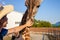 beautiful man strokes a giraffe in the biopark. Close communication with wild African animals. A tourist happy, enjoys