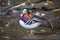 The Beautiful Mandarin Duck