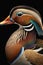 Beautiful Mandarin Duck Close Up. Colorful and Vibrant Animal.