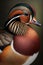Beautiful Mandarin Duck Close Up. Colorful and Vibrant Animal.