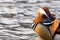 Beautiful Mandarin duck on Loch Lomond