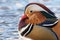 Beautiful Mandarin duck on Loch Lomond