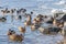 Beautiful mandarin duck standing winter in the water on lake or river