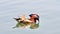 Beautiful Mandarin Duck swimming in west lake, fishes and webbed feet of mandarin duck can be seen in clean water, 4k movie