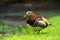 Beautiful mandarin ducks. Animals in the wild. Natural colorful background