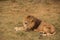 Beautiful mane lion sleeping in the steppe in the summer at the